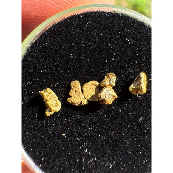 California Gold Nuggets in Display Case - 0.33 grams - Picture 4 of 8
